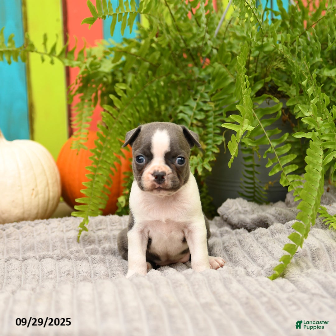 Boston Terrier dogs for sale: Kylie - Ad 13