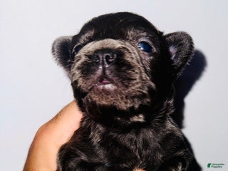 French Bulldog dogs - Ad 19