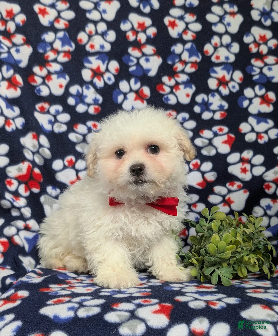 Bichon Frise dogs for sale: Bolton - Ad 6