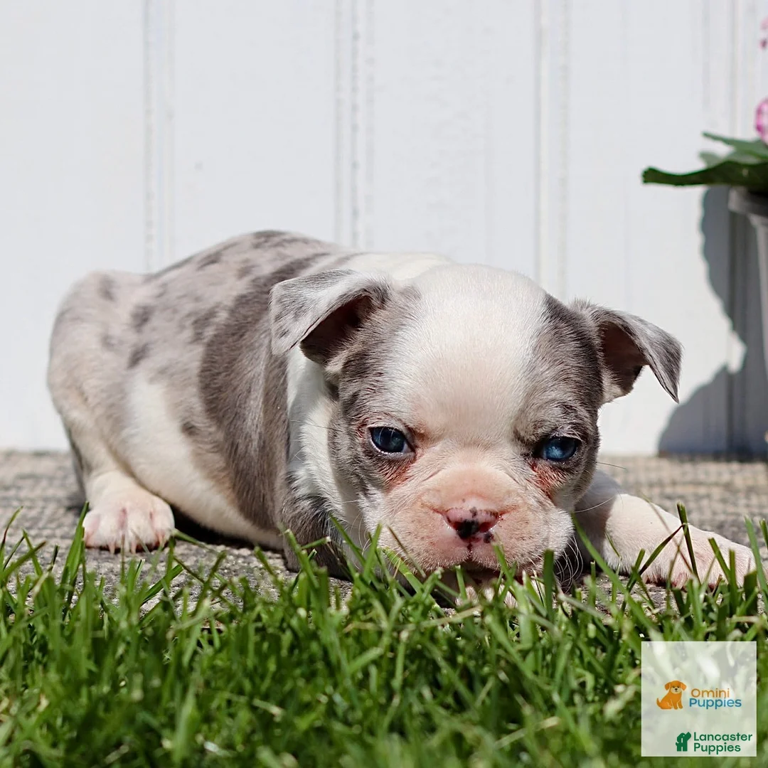 Boston Terrier dogs for sale: Max - Ad 3