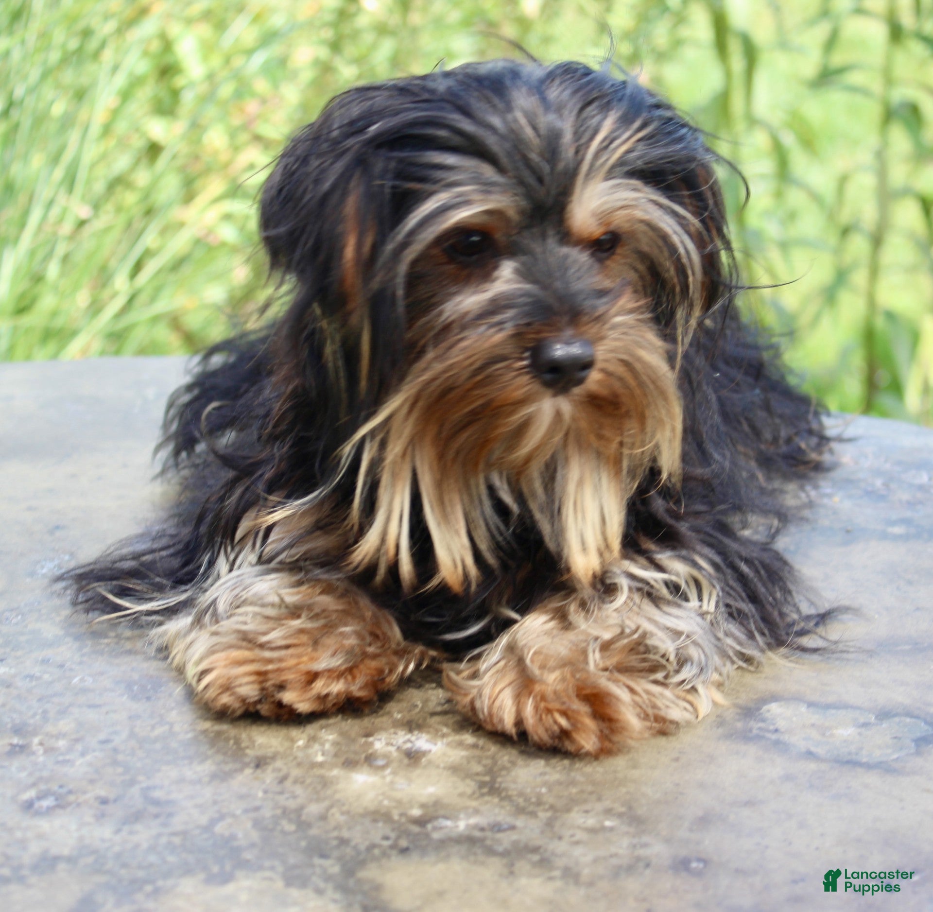 Yorkshire Terrier dogs Ethan - Ad 2