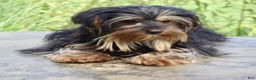 Yorkshire Terrier dogs for sale: Ethan - Ad 2