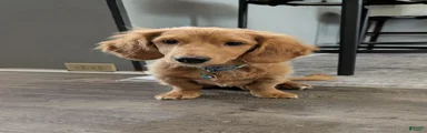 Biggie booty 