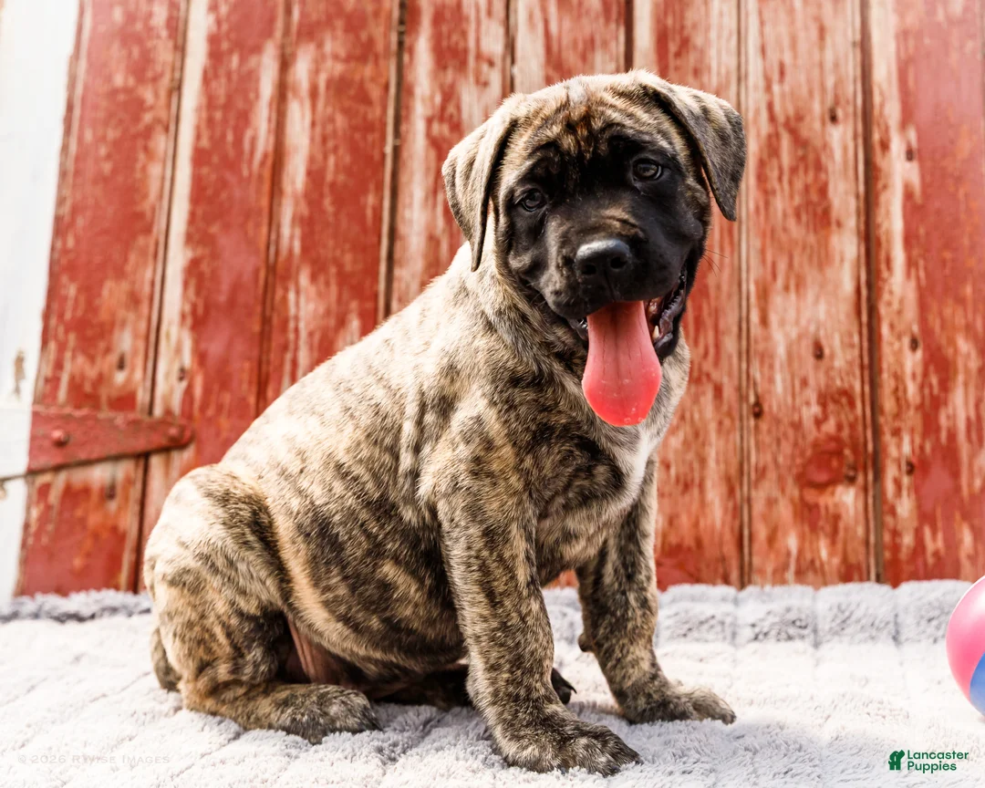 English Mastiff dogs for sale: Peggy - Ad 1