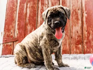 English Mastiff dogs for sale: Peggy - Ad 1