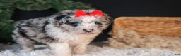 Mini Aussiedoodle dogs for sale: Gloria - Ad 9