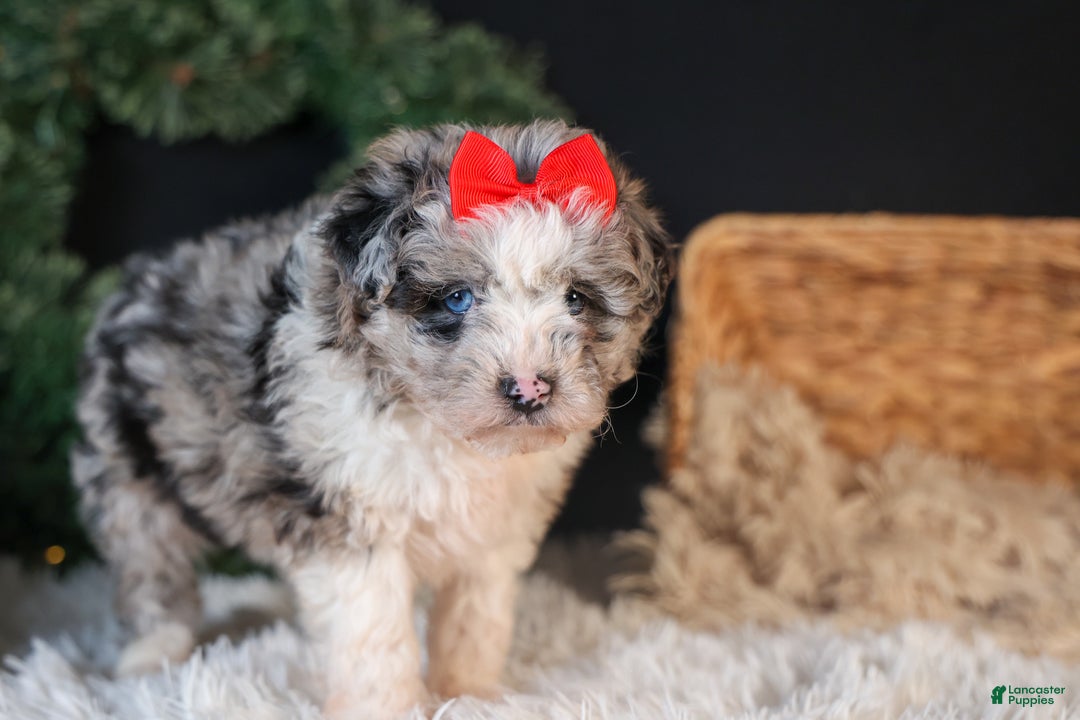 Mini Aussiedoodle dogs for sale: Gloria - Ad 9