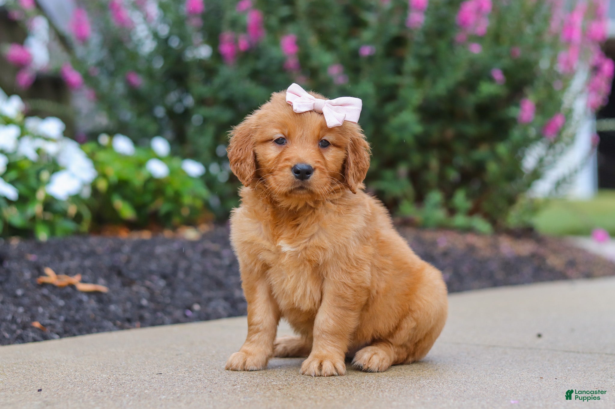 Golden Retriever dogs Goldie - Ad 1