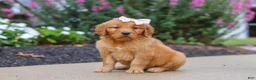 Golden Retriever dogs for sale: Goldie - Ad 1