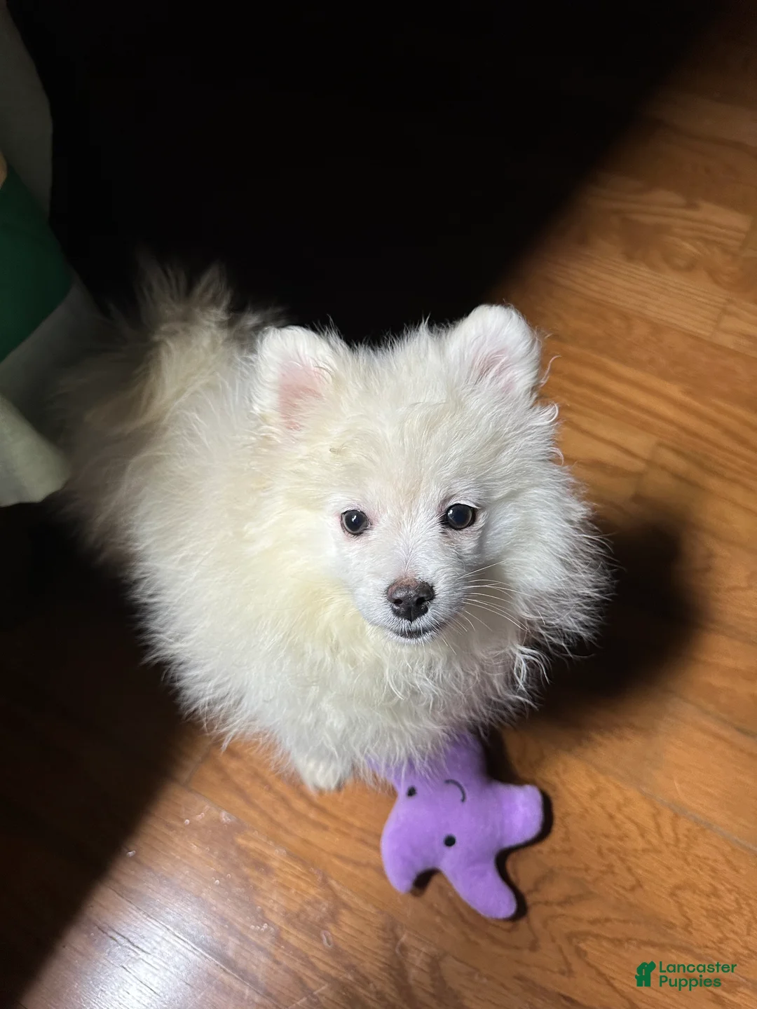 Pomeranian dogs for sale: Prince - Ad 5