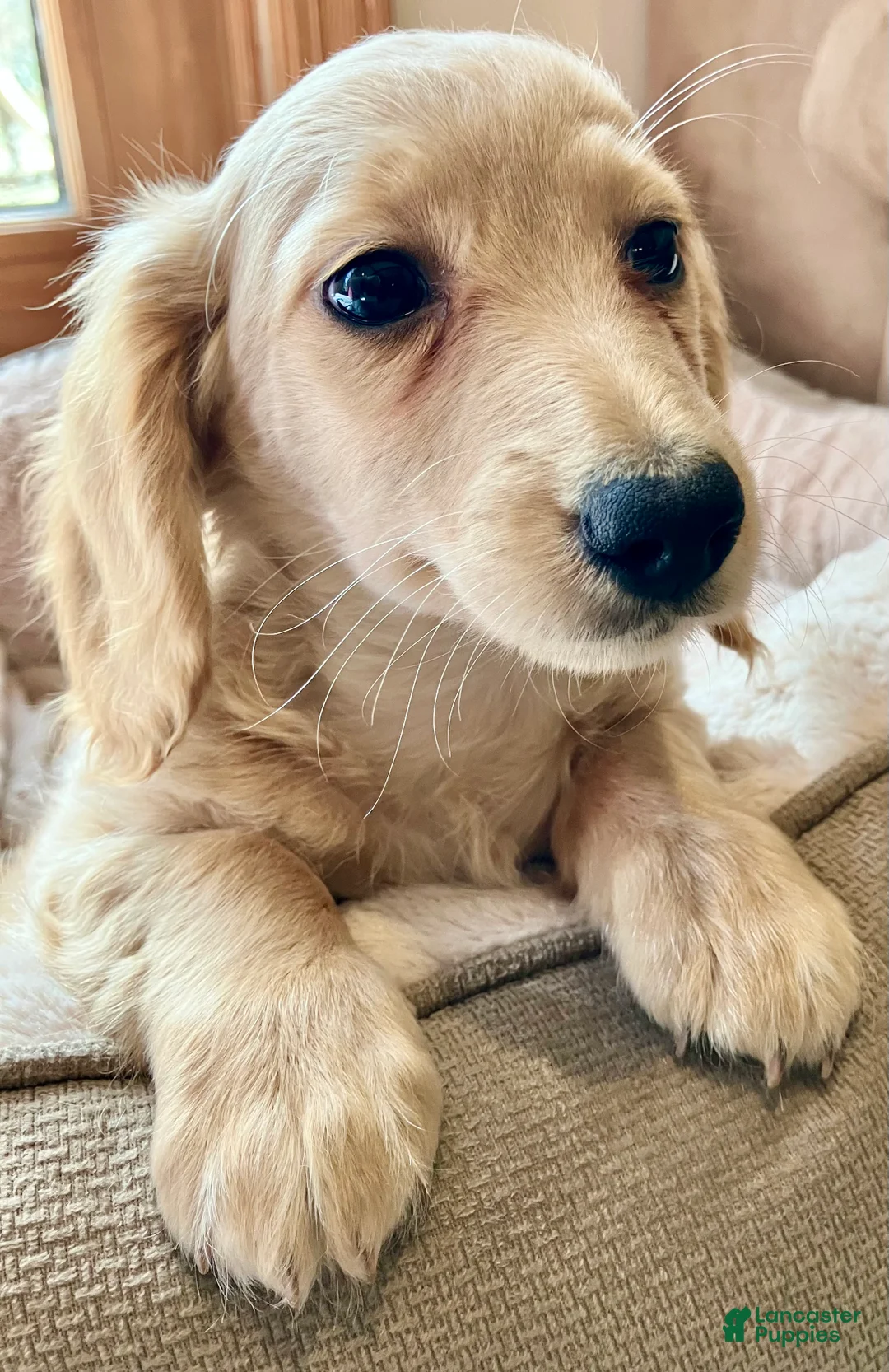 Miniature Dachshund dogs for sale: Mr. Spaghetti Noodle of Fettuccine Villa - Ad 1
