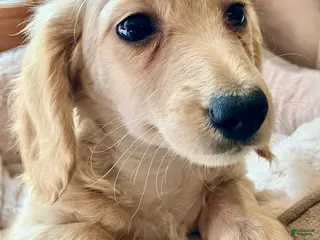 Miniature Dachshund dogs for sale: Mr. Spaghetti Noodle of Fettuccine Villa - Ad 2