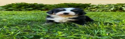 Bernese Mountain Dog dogs for sale: Roxy - Ad 12