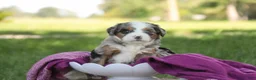 Mini Bernedoodle dogs for sale: Maya Mini Bernedoodle  - Ad 9