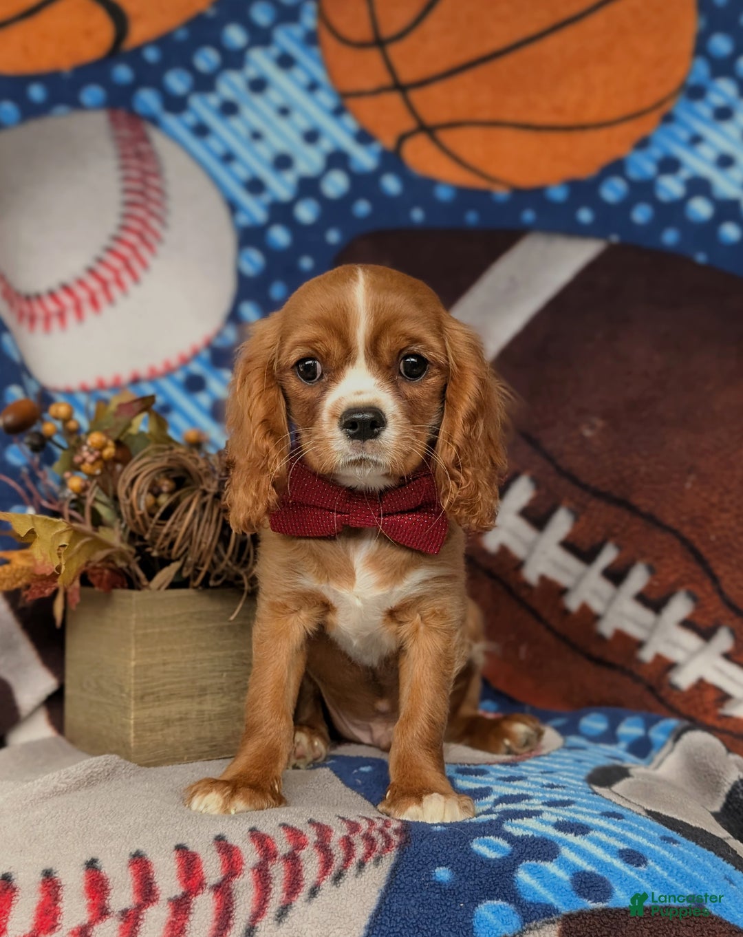 Cavalier King Charles Spaniel dogs for sale: Tanner - Ad 2