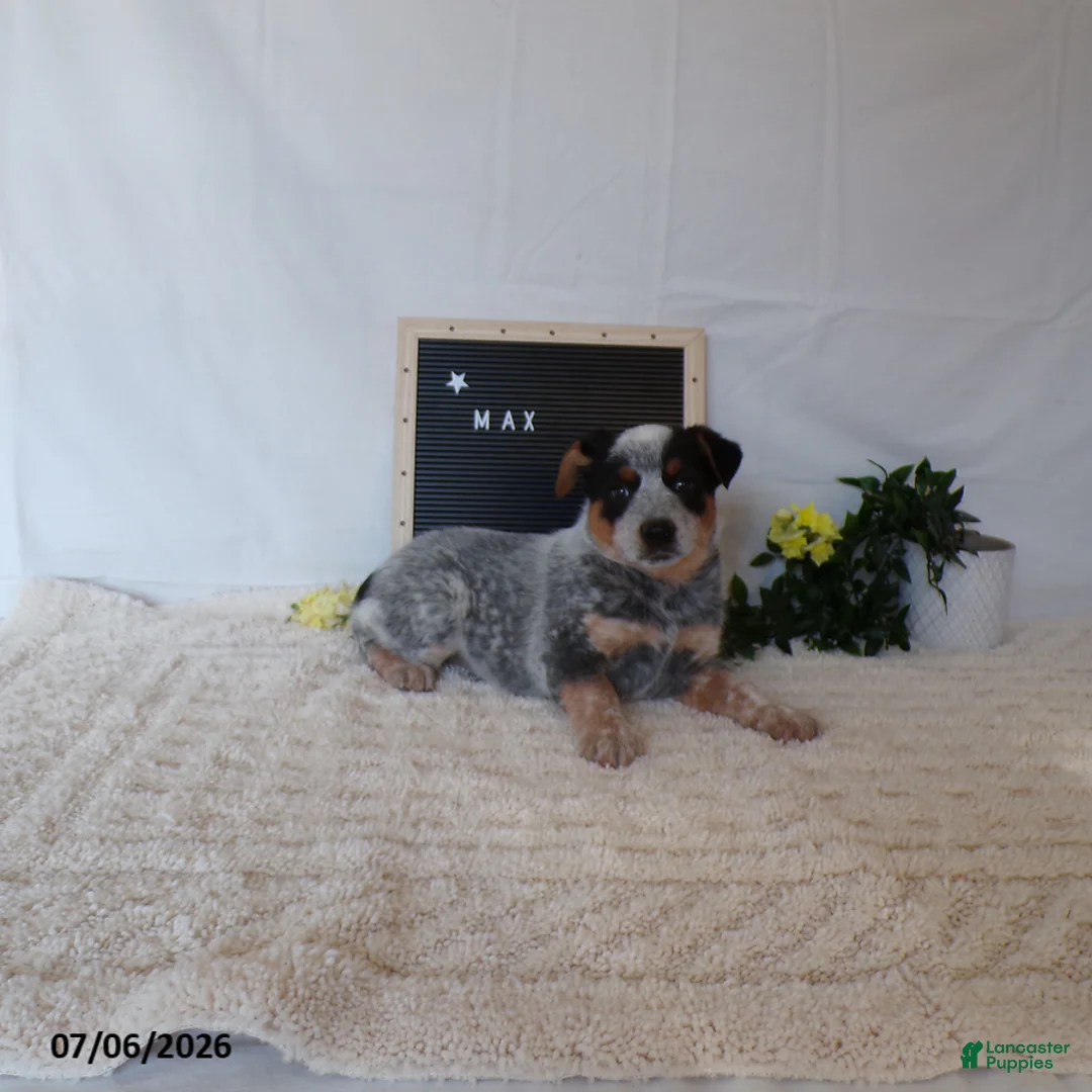 Australian Cattle Dog dogs for sale: Max - Ad 7