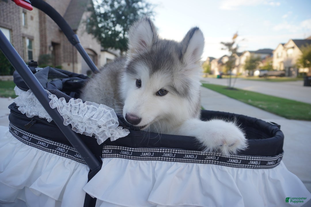Alaskan Malamute dogs for sale: Xiao Lv - Ad 9
