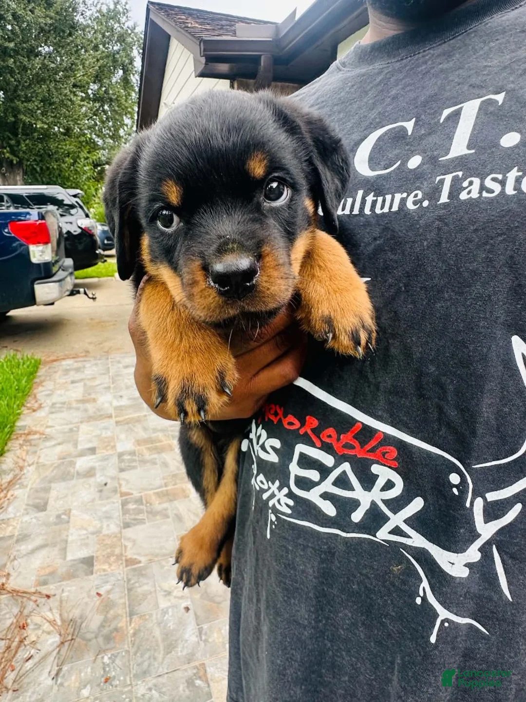 Rottweiler dogs for sale: Rottweiler Female - Ad 1