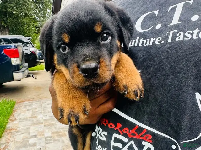 Rottweiler dogs Rottweiler Female - Ad 1