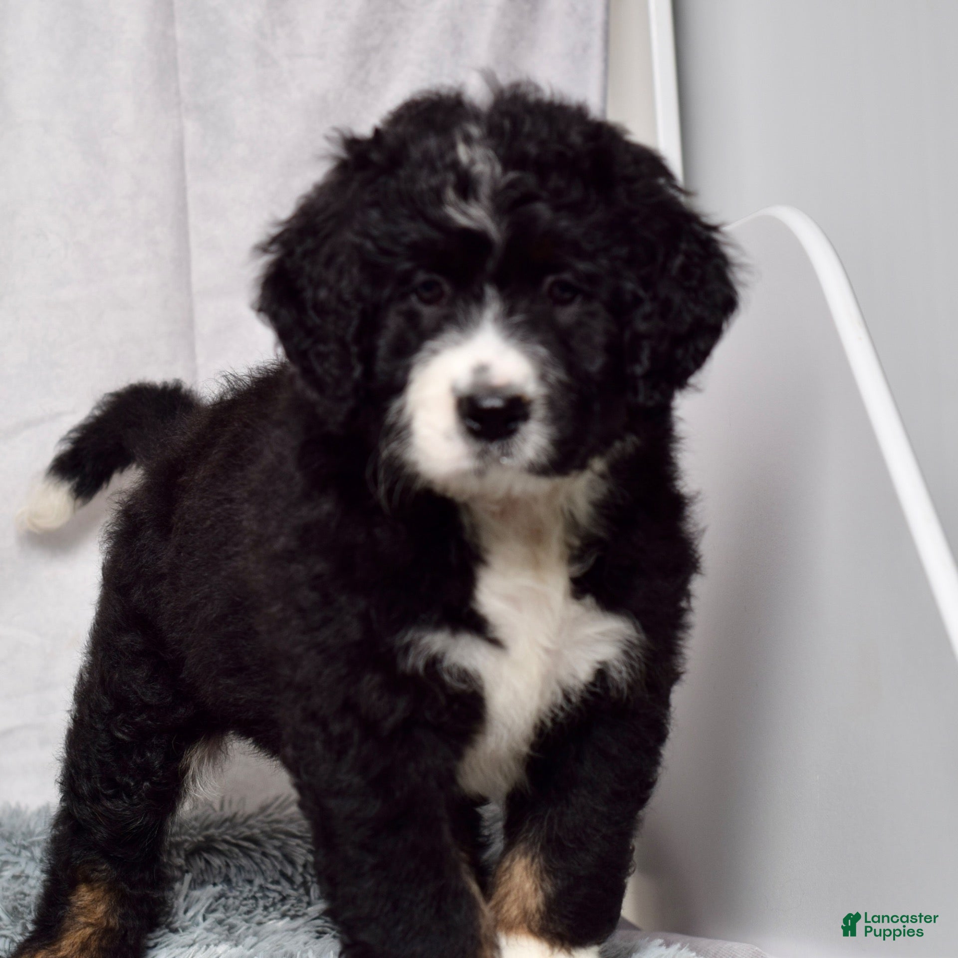 Bernedoodle dogs Wade - Ad 1
