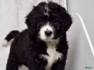 Bernedoodle dogs Wade - Ad 1