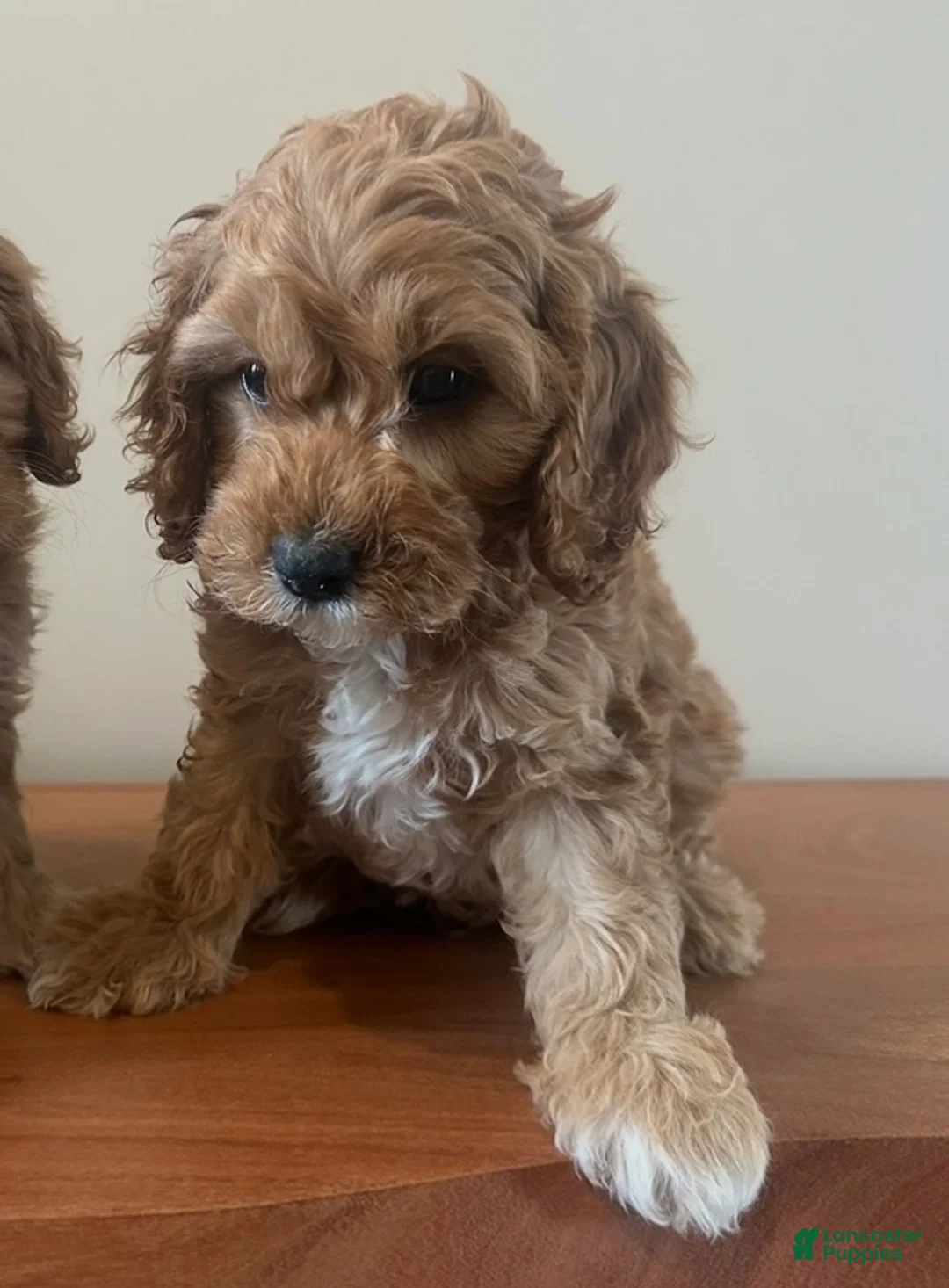 Cockapoo dogs for sale: Buddy love - Ad 2