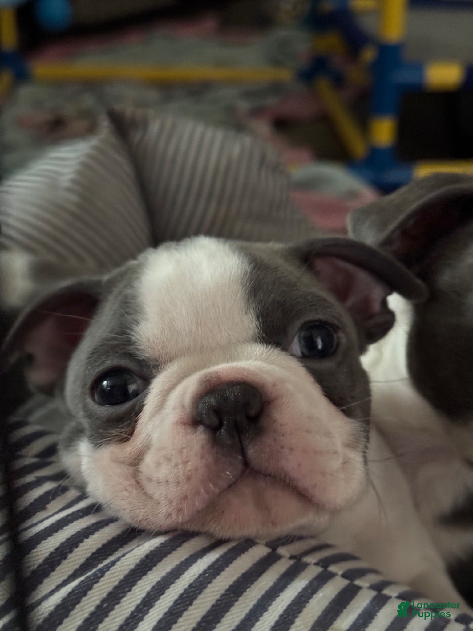 Boston Terrier dogs Macy - Ad 2