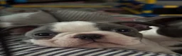 Boston Terrier dogs for sale: Macy - Ad 2