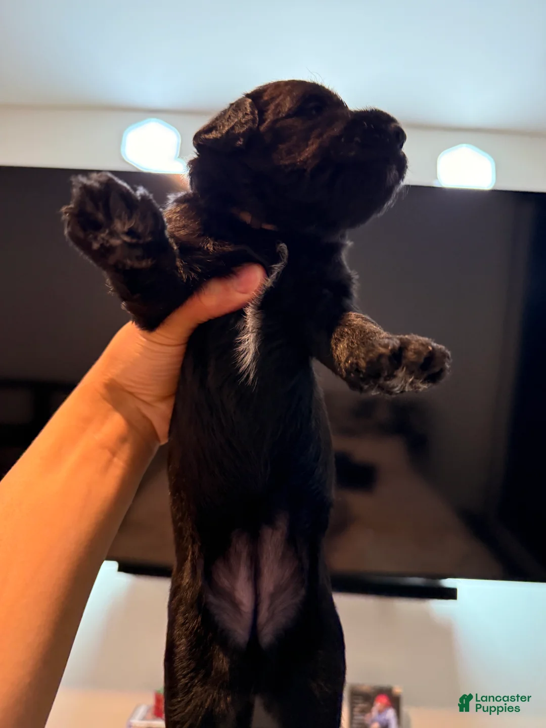 Double Doodle dogs for sale:  Pearl - Ad 1