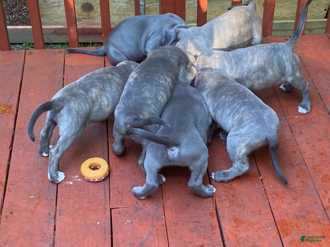 Gallery Image {{count}}