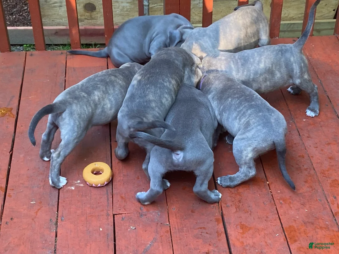 Gallery Image {{count}}