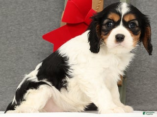 Cavalier King Charles Spaniel dogs Molly - Ad 1