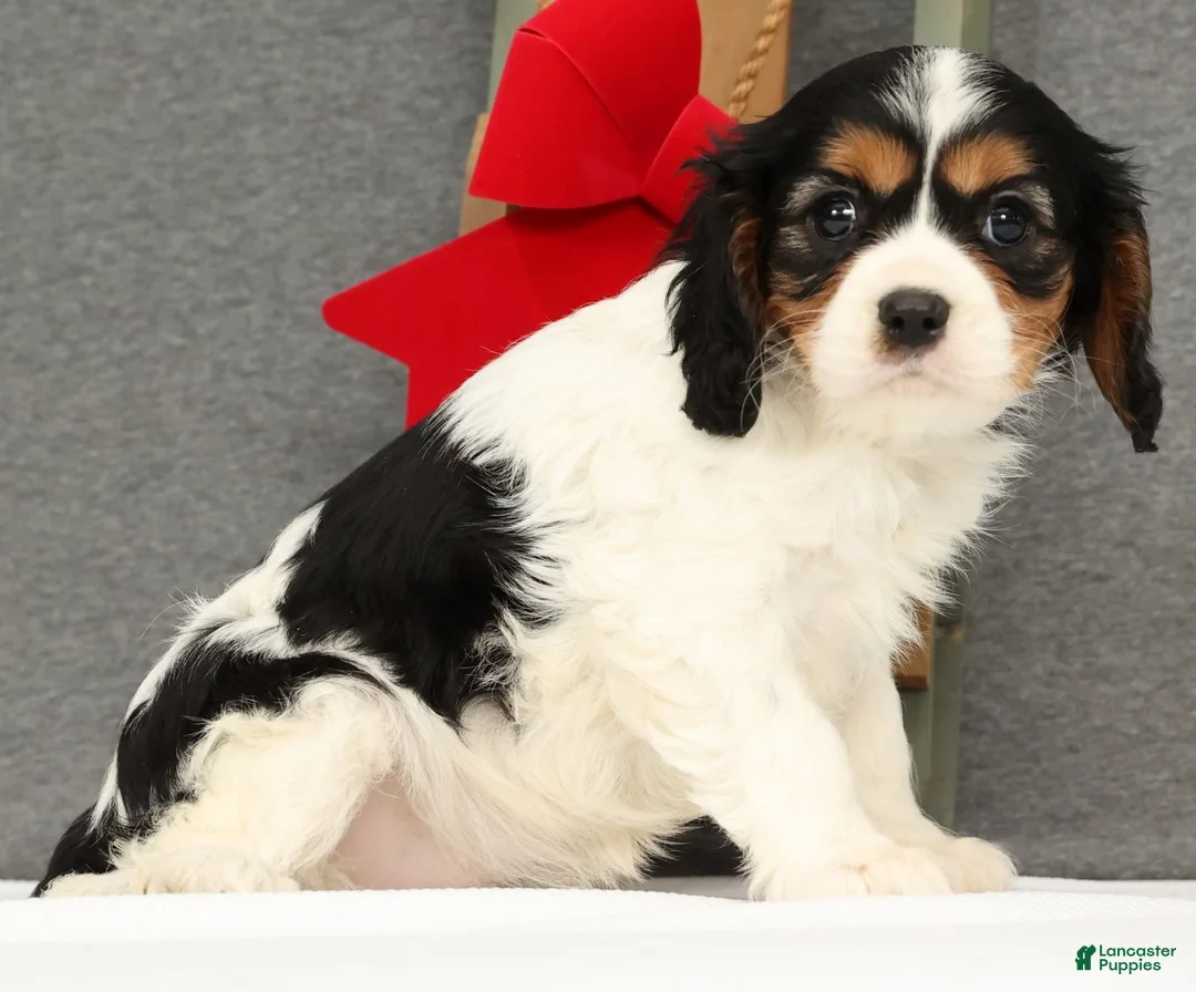 Cavalier King Charles Spaniel dogs for sale: Molly - Ad 2