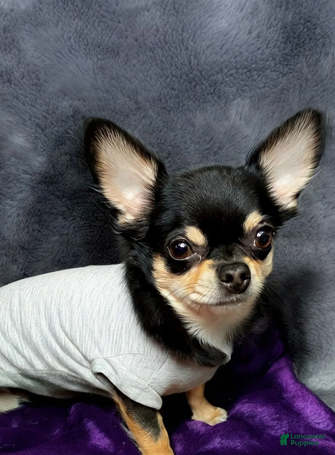 Chihuahua dogs for sale: Chihuahua Puppy 1 - Ad 4
