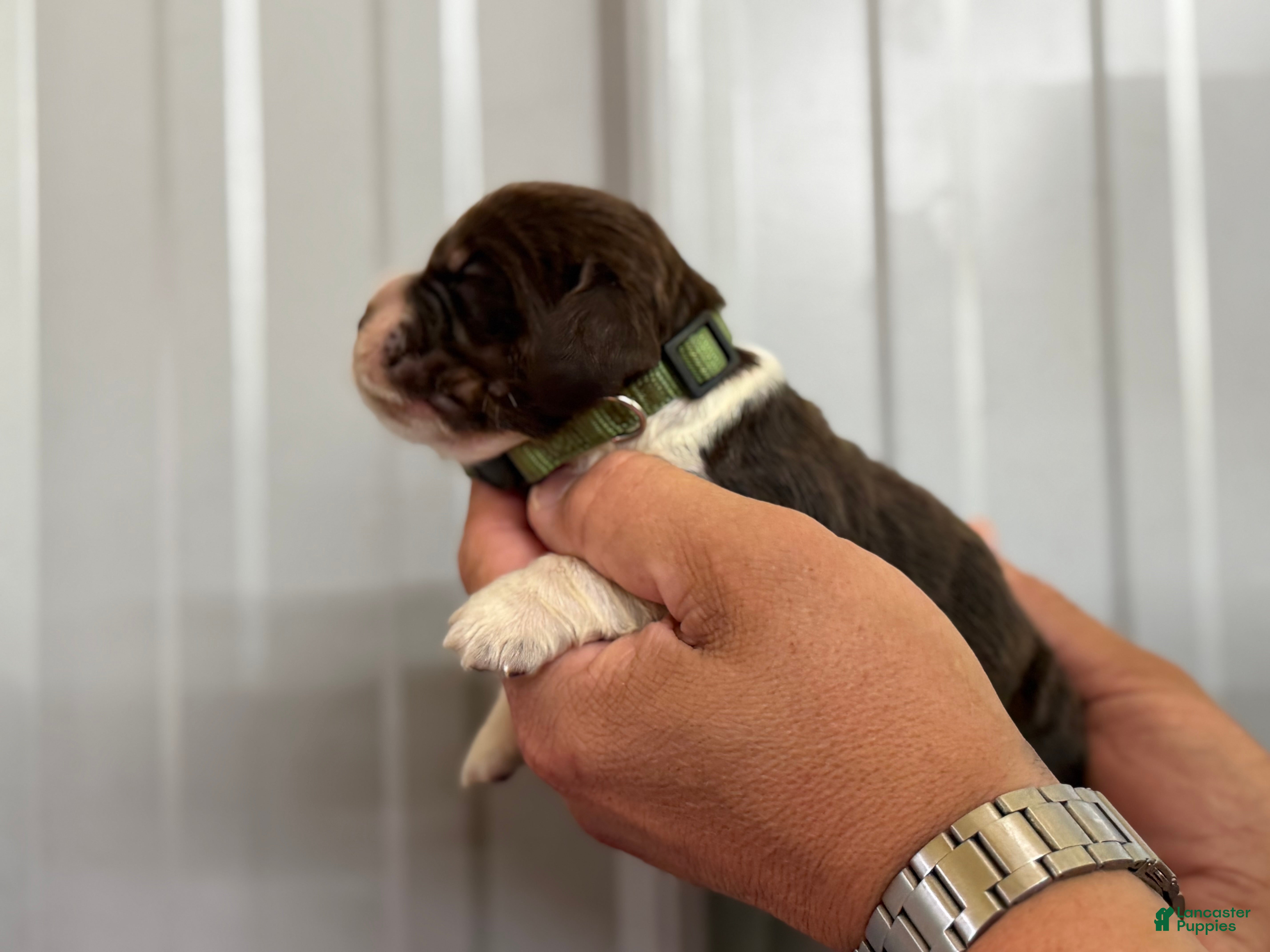 English Springer Spaniel dogs Tidal  - Ad 2