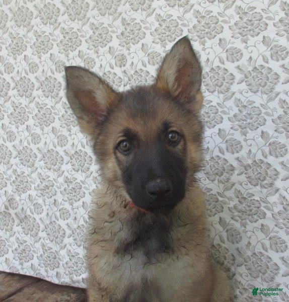 German Shepherd dogs Lucy - Ad 2