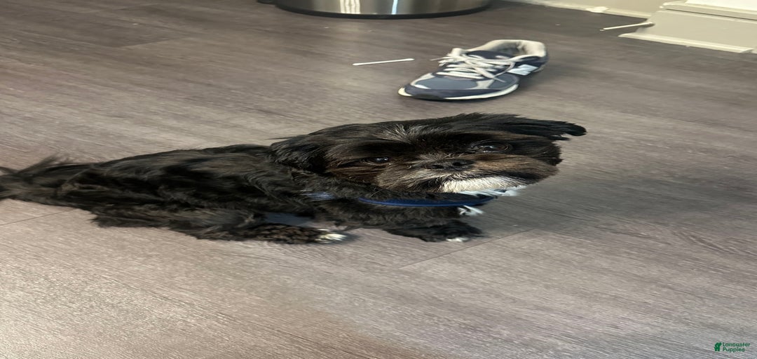 Gallery Image {{count}}