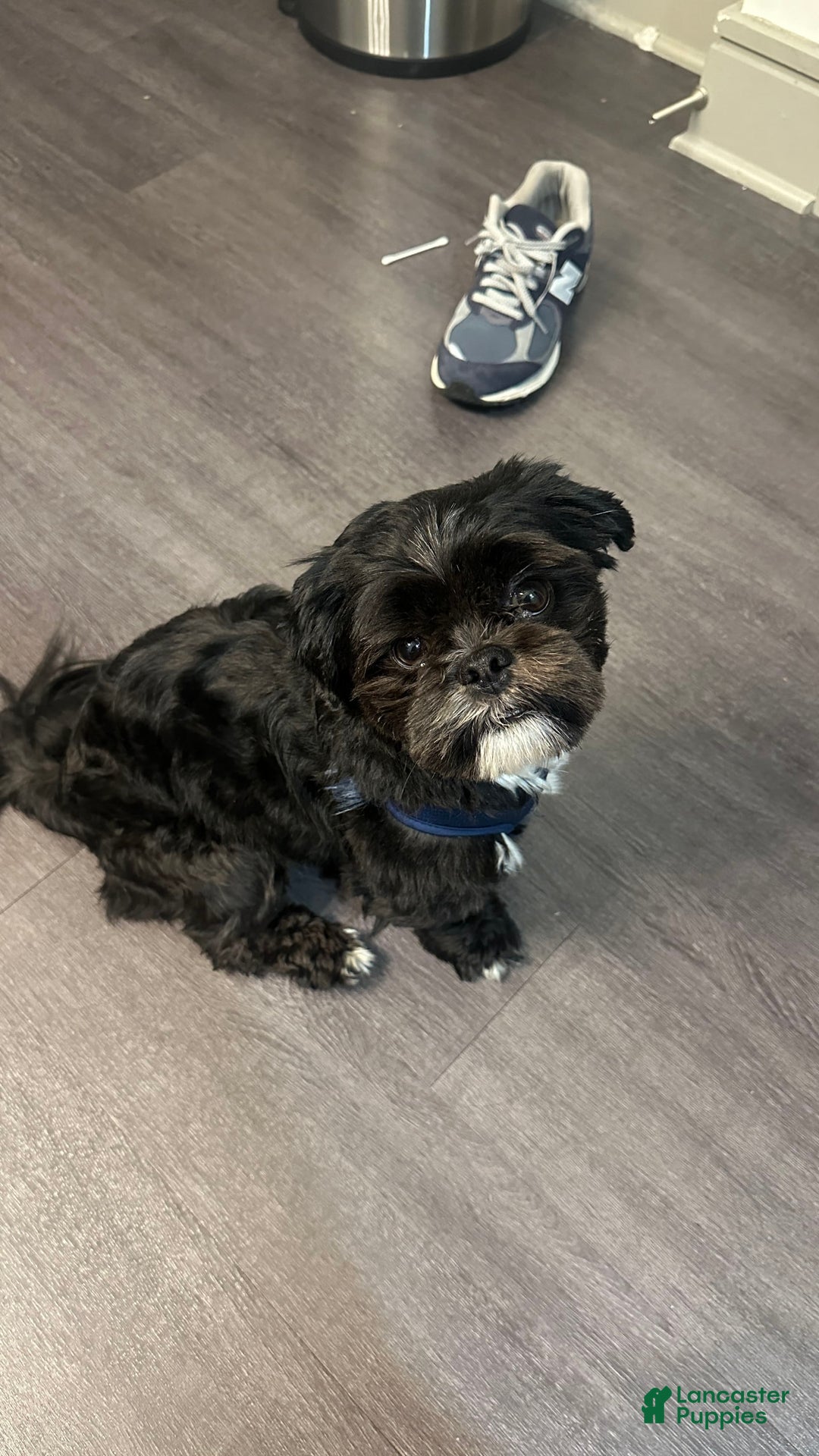 Gallery Image {{count}}