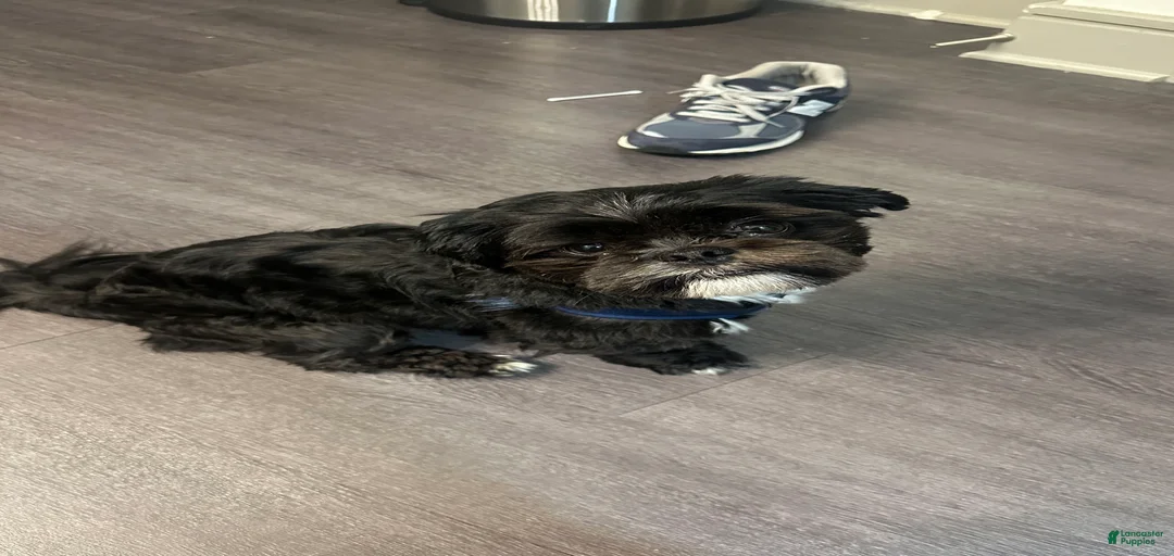 Gallery Image {{count}}