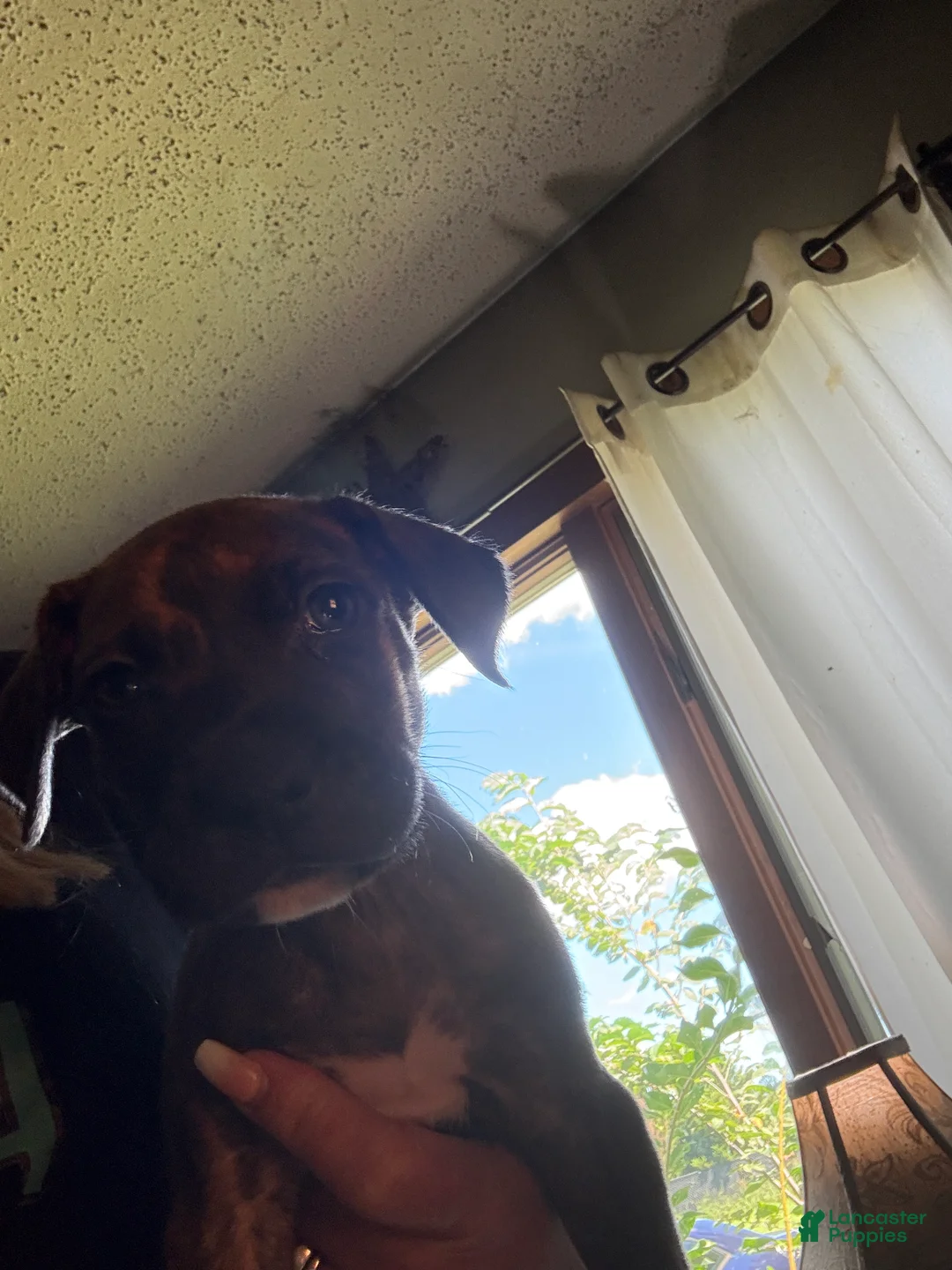 Mixed Breed dogs for sale: Doople - Ad 2