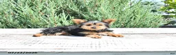 Yorkshire Terrier dogs for sale: Bella   - Ad 5