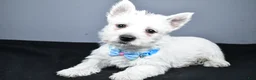 West Highland Terrier dogs for sale: Carson - Ad 2