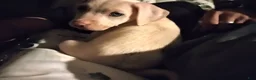 American Pit Bull Terrier dogs for sale: Cowboy - Ad 13