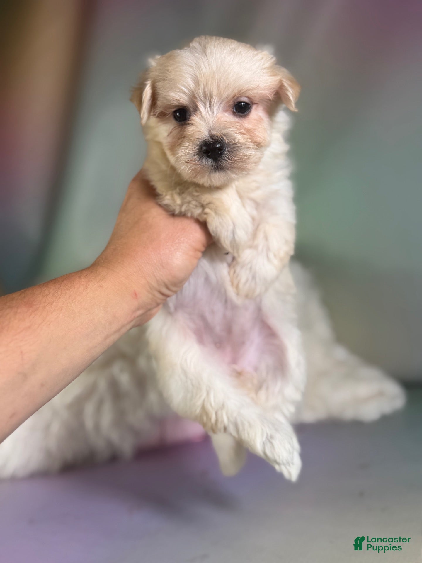 Morkie dogs Tessa  - Ad 1
