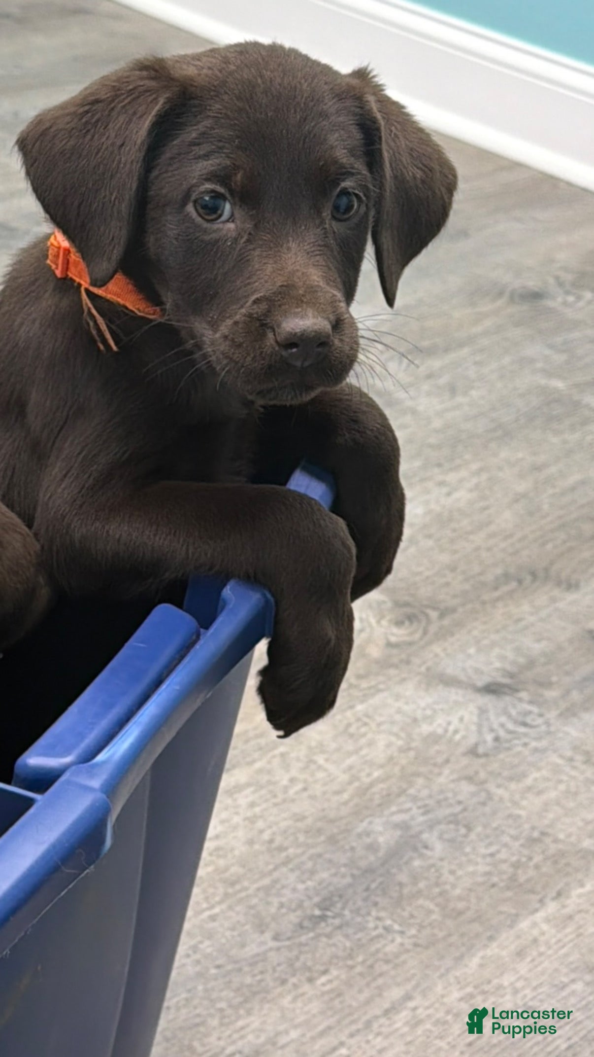 Mixed Breed dogs Carmella / Cinimini / Honey / Albany  - Ad 33