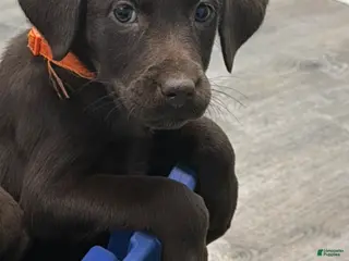 Mixed Breed dogs Carmella / Cinimini / Honey / Albany - Ad 33