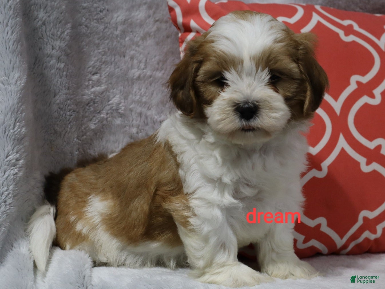 Shihpoo dogs Esne - Ad 1