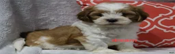 Shihpoo dogs for sale: Esne - Ad 1