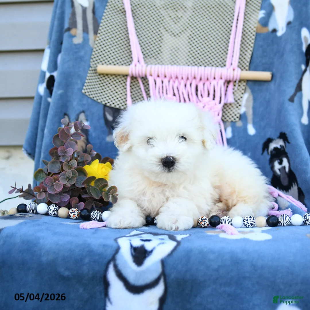 Maltipoo dogs for sale: Andrew - Ad 5