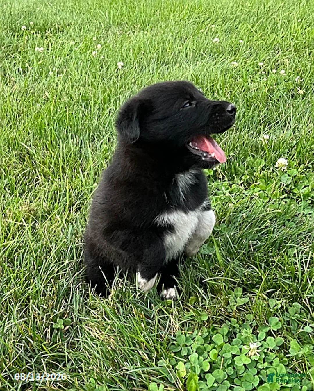 Mixed Breed dogs for sale: Elyse - Ad 5